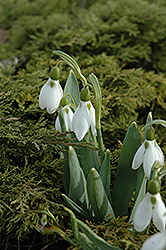 Common Snowdrop (Galanthus nivalis) at GardenWorks