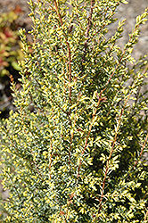 Gold Cone Juniper (Juniperus communis 'Gold Cone') at GardenWorks