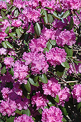 P.J.M. Rhododendron (Rhododendron 'P.J.M.') at GardenWorks