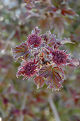 Onondaga Viburnum (Viburnum sargentii 'Onondaga') at GardenWorks