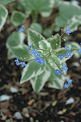 Variegated Siberian Bugloss (Brunnera macrophylla 'Variegata') at GardenWorks