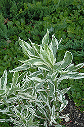 Variegated Obedient Plant (Physostegia virginiana 'Variegata') at GardenWorks