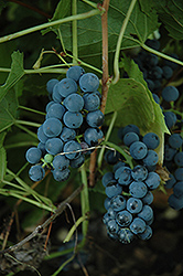 Valiant Grape (Vitis 'Valiant') at GardenWorks