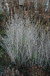 Russian Sage (Perovskia atriplicifolia) at GardenWorks