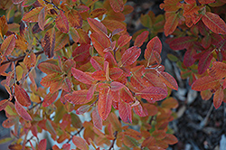 Rainbow Pillar Serviceberry (Amelanchier canadensis 'Glennform') at GardenWorks