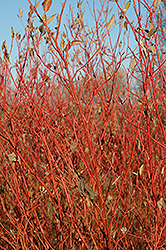 Cardinal Dogwood (Cornus sericea 'Cardinal') at GardenWorks