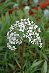 Umbrella Plant (Darmera peltata) at GardenWorks