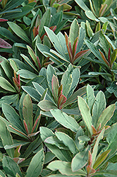 Helena's Blush Spurge (Euphorbia 'Inneuphhel') at GardenWorks