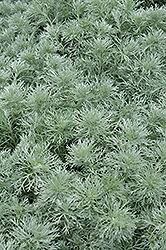 Silver Mound Artemisia (Artemisia schmidtiana 'Silver Mound') at GardenWorks