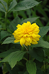 Loddon Gold Sunflower (Helianthus 'Loddon Gold') at GardenWorks