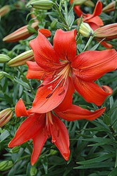 Red Tiger Lily (Lilium lancifolium 'Rubrum') at GardenWorks