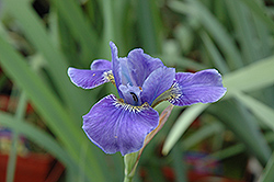 Silver Edge Siberian Iris (Iris sibirica 'Silver Edge') at GardenWorks