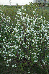 Northline Saskatoon (Amelanchier alnifolia 'Northline') at GardenWorks