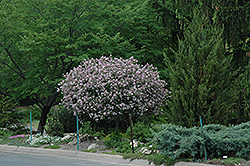 Dwarf Korean Lilac (tree form) (Syringa meyeri 'Palibin (tree form)') at GardenWorks