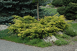 Old Gold Juniper (Juniperus x media 'Old Gold') at GardenWorks