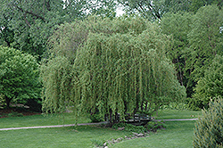 Golden Curls Willow (Salix 'Golden Curls') at GardenWorks