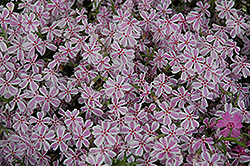 Candy Stripe Moss Phlox (Phlox subulata 'Candy Stripe') at GardenWorks