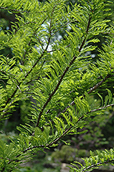 Baldcypress (Taxodium distichum) at GardenWorks