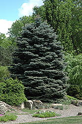 Fat Albert Blue Spruce (Picea pungens 'Fat Albert') at GardenWorks