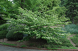 Pagoda Dogwood (Cornus alternifolia) at GardenWorks