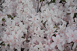 White Lights Azalea (Rhododendron 'White Lights') at GardenWorks