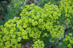 Cypress Spurge (Euphorbia cyparissias) at GardenWorks