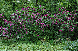 Charles Joly Lilac (Syringa vulgaris 'Charles Joly') at GardenWorks