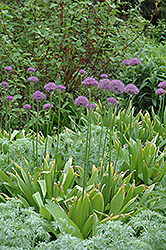 Purple Sensation Ornamental Onion (Allium 'Purple Sensation') at GardenWorks