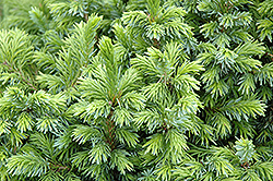 Dwarf Serbian Spruce (Picea omorika 'Nana') at GardenWorks