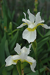 Snow Queen Siberian Iris (Iris sibirica 'Snow Queen') at GardenWorks