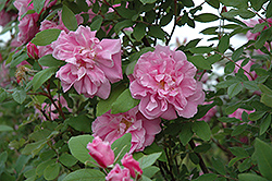 Therese Bugnet Rose (Rosa 'Therese Bugnet') at GardenWorks