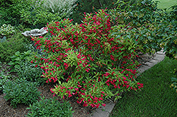 Red Prince Weigela (Weigela florida 'Red Prince') at GardenWorks