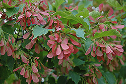 Flame Amur Maple (Acer ginnala 'Flame') at GardenWorks