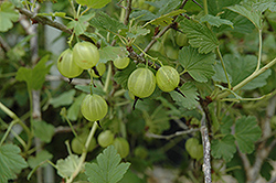 Hinnonmaki Yellow Gooseberry (Ribes uva-crispa 'Hinnonmaki Yellow') at GardenWorks