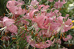 Pink Tiger Lily (Lilium lancifolium 'Tiger Pink') at GardenWorks
