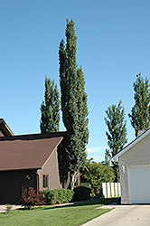 Columnar Swedish Aspen (Populus tremula 'Erecta') at GardenWorks