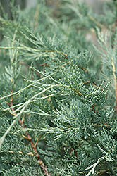 Moonglow Juniper (Juniperus scopulorum 'Moonglow') at GardenWorks