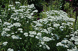 White Beauty Yarrow (Achillea millefolium 'White Beauty') at GardenWorks