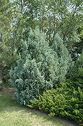 Wichita Blue Juniper (Juniperus scopulorum 'Wichita Blue') at GardenWorks