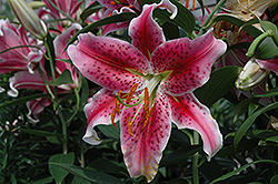 Stargazer Lily (Lilium 'Stargazer') at GardenWorks
