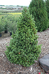 Sherwood Compact Bristlecone Pine (Pinus aristata 'Sherwood Compact') at GardenWorks