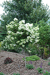 Pink Diamond Hydrangea (tree form) (Hydrangea paniculata 'Pink Diamond (tree form)') at GardenWorks