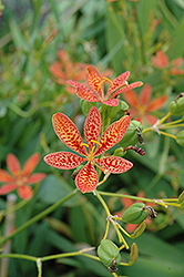 Blackberry Lily (Iris domestica) at GardenWorks