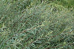 Creeping Arctic Willow (Salix purpurea 'Nana') at GardenWorks