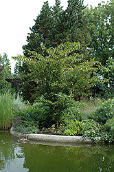 Japanese Hornbeam (Carpinus japonica) at GardenWorks