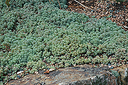 Spanish Stonecrop (Sedum hispanicum) at GardenWorks
