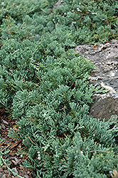 Blue Rug Juniper (Juniperus horizontalis 'Wiltonii') at GardenWorks