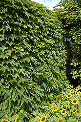 Boston Ivy (Parthenocissus tricuspidata) at GardenWorks