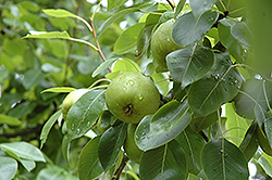 20th Century Pear (Pyrus pyrifolia 'Nijisseiki') at GardenWorks