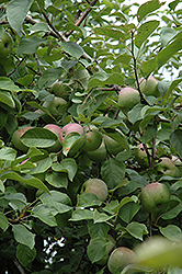 Liberty Apple (Malus 'Liberty') at GardenWorks